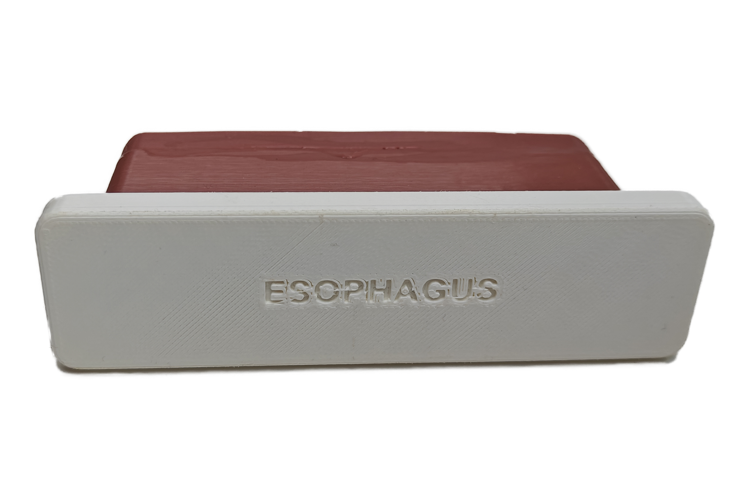 IMG20260901112612 Esophagus Insert with Varices - Image 2